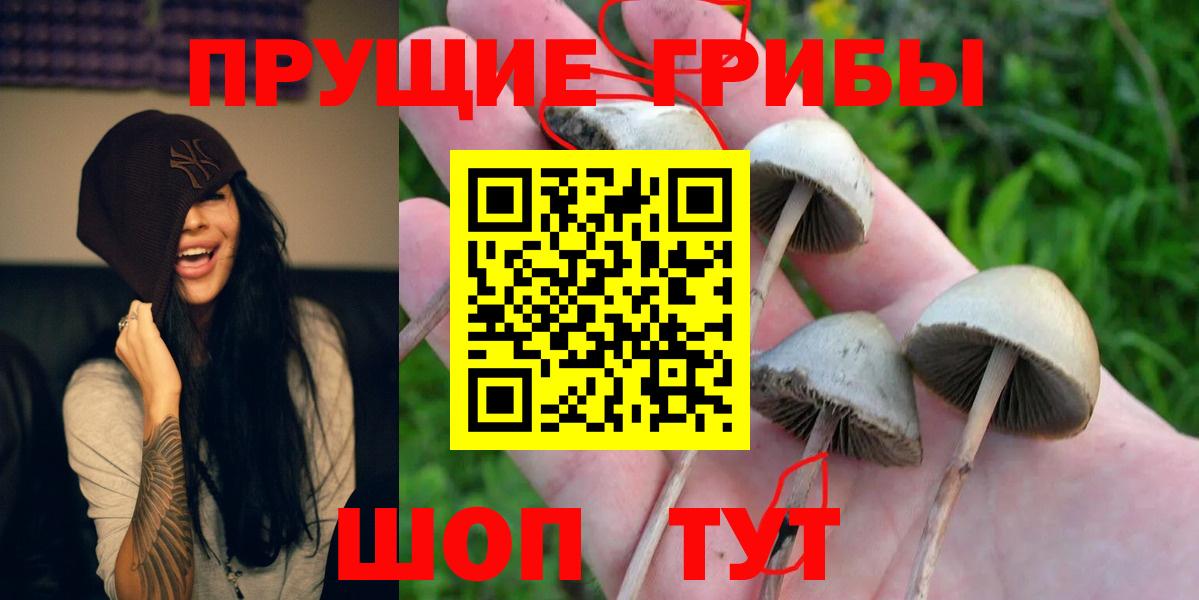 Псилоцибиновые грибы Psilocybe Керчь